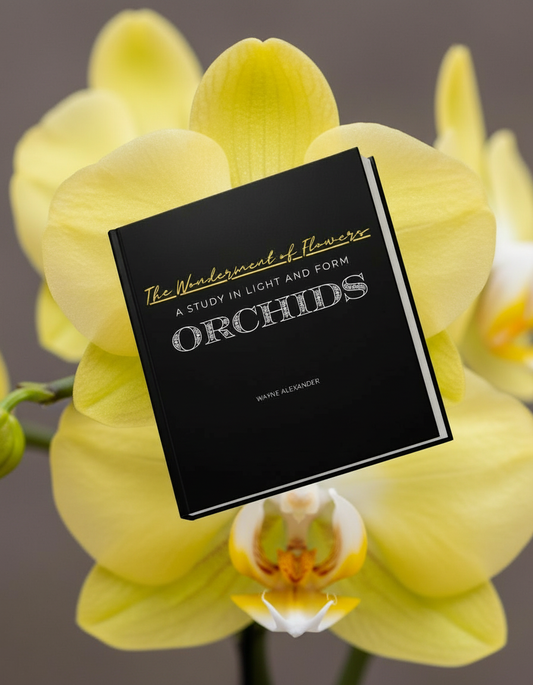 The Wonderment of Flowers | A Study in Light and Form | ORCHIDS